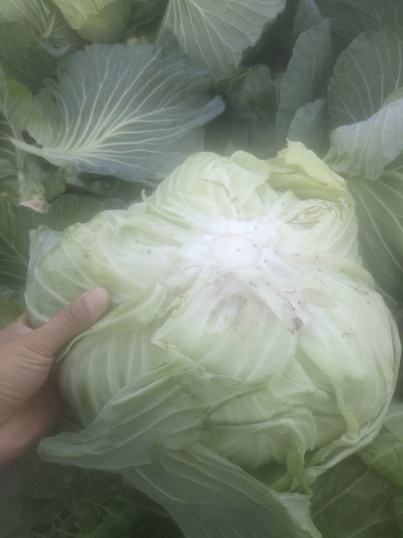 丰园913莲花白，嫩气，货源充足，物美价廉！