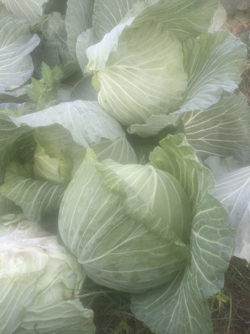 丰园913莲花白，嫩气，货源充足，物美价廉！