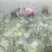 丰园913莲花白，嫩气，货源充足，物美价廉！