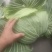 丰园913莲花白，嫩气，货源充足，物美价廉！