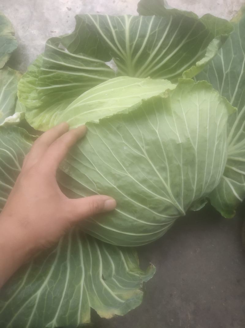 丰园913莲花白，嫩气，货源充足，物美价廉！