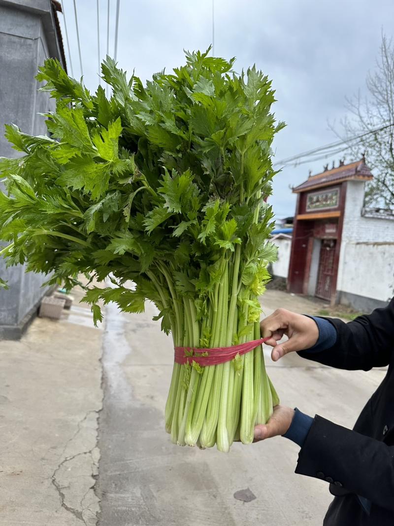 【夏邑西芹】精品直发全国市场规格齐全可视频看货电联