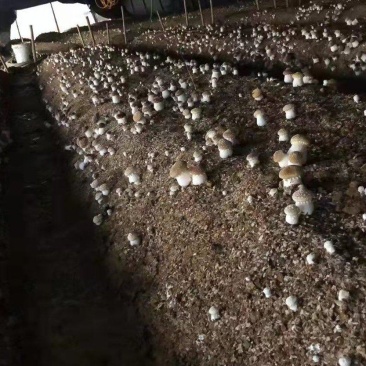 赤松茸大球盖菌种全程技术跟踪指导