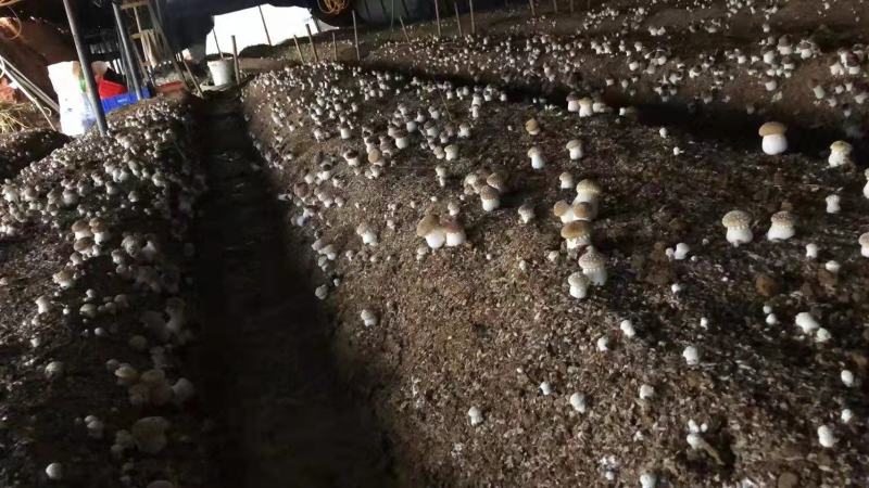 赤松茸大球盖菌种全程技术跟踪指导