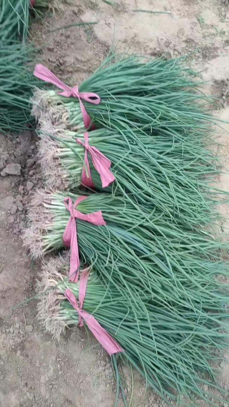 聊城二红洋葱苗，亩产达8吨上，半高桩，品质保证！