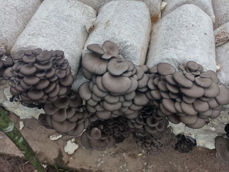 黑色平菇菌种回家一个星期内出菇