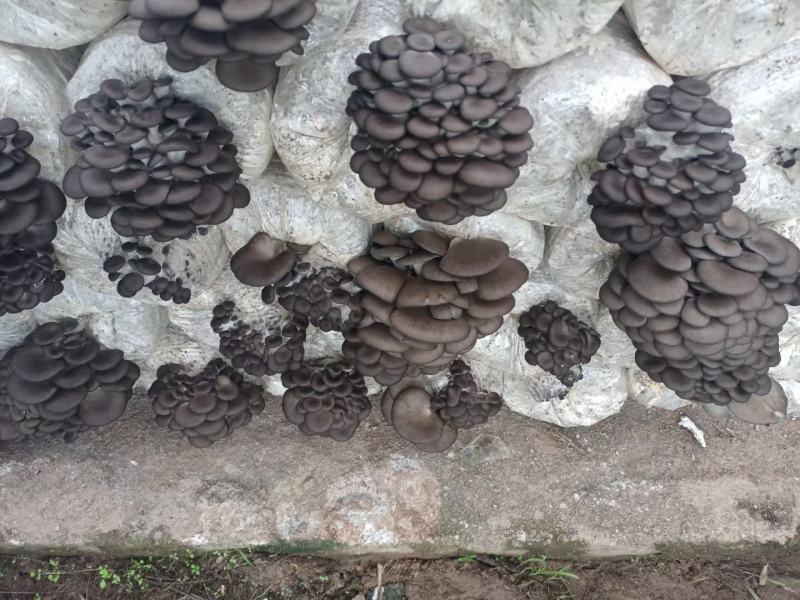 黑色平菇菌种回家一个星期内出菇