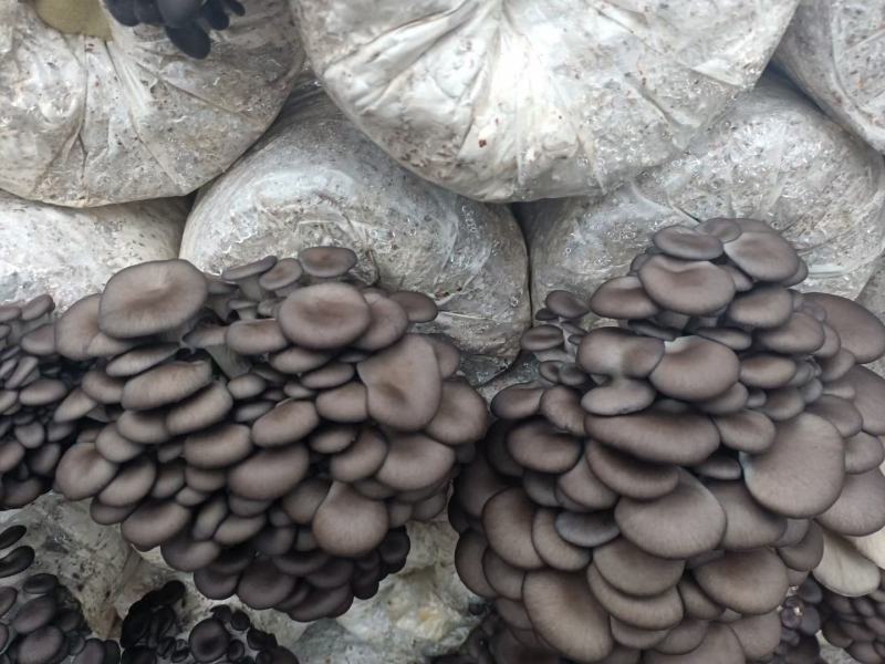 黑色平菇菌种回家一个星期内出菇