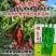 豫艺螺丝椒种子新品种西北旅35螺丝椒种子特辣香味浓皮薄