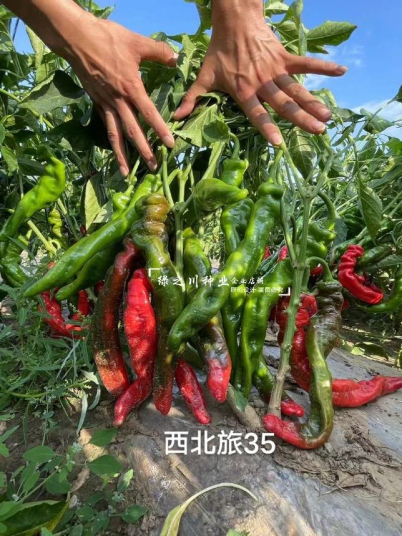 豫艺螺丝椒种子新品种西北旅35螺丝椒种子特辣香味浓皮薄