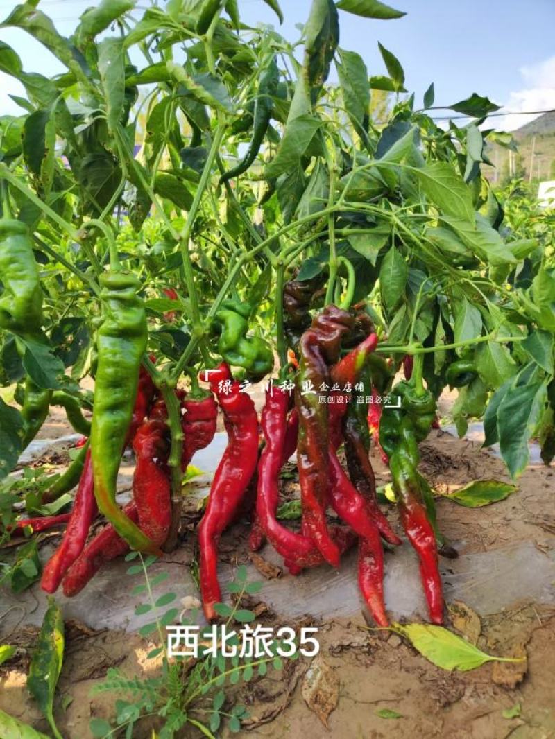豫艺螺丝椒种子新品种西北旅35螺丝椒种子特辣香味浓皮薄