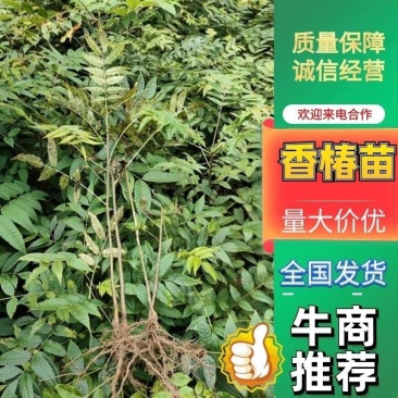 秦巴山区籽播红椿苗