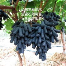 【正品】蓝宝石葡萄苗苗纯，让农户放心38年专业葡萄苗基地