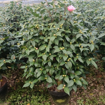 香茶，香妃茶花，