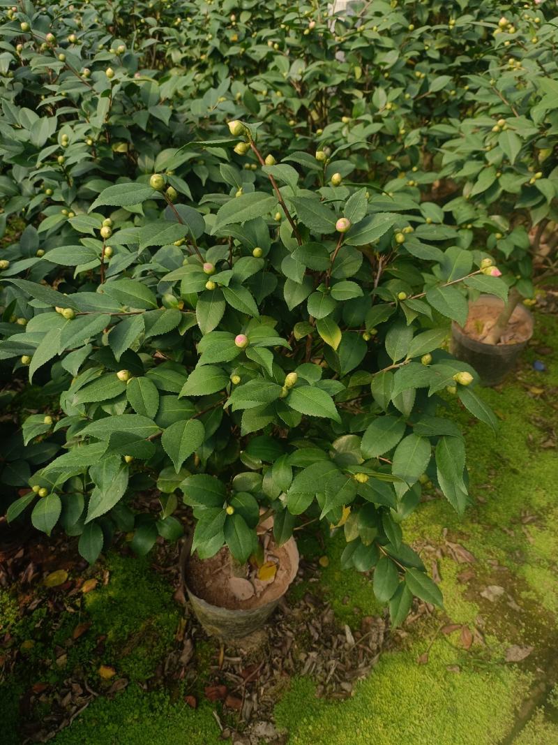 香茶，香妃茶花，