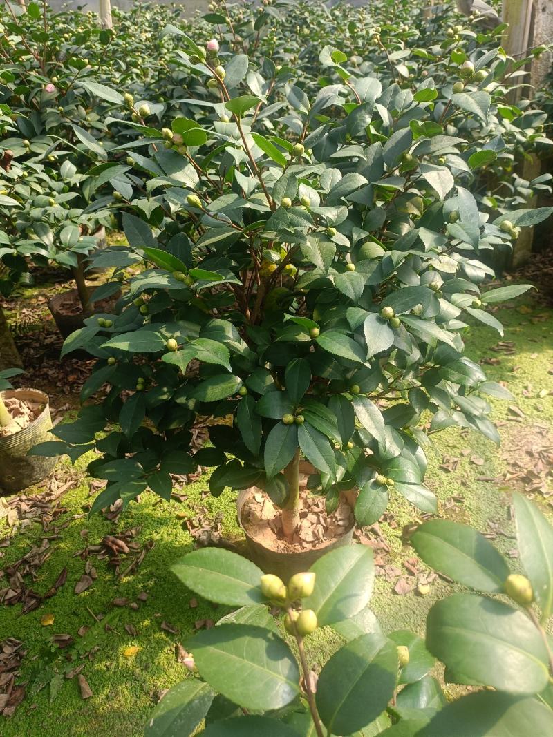 香茶，香妃茶花，