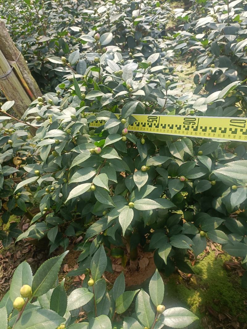 香茶，香妃茶花，