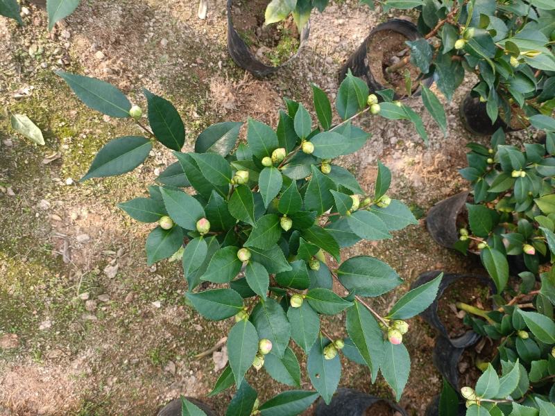 香茶，香妃茶花，