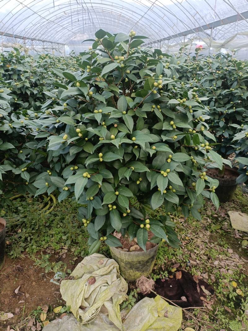 香茶，香妃茶花，