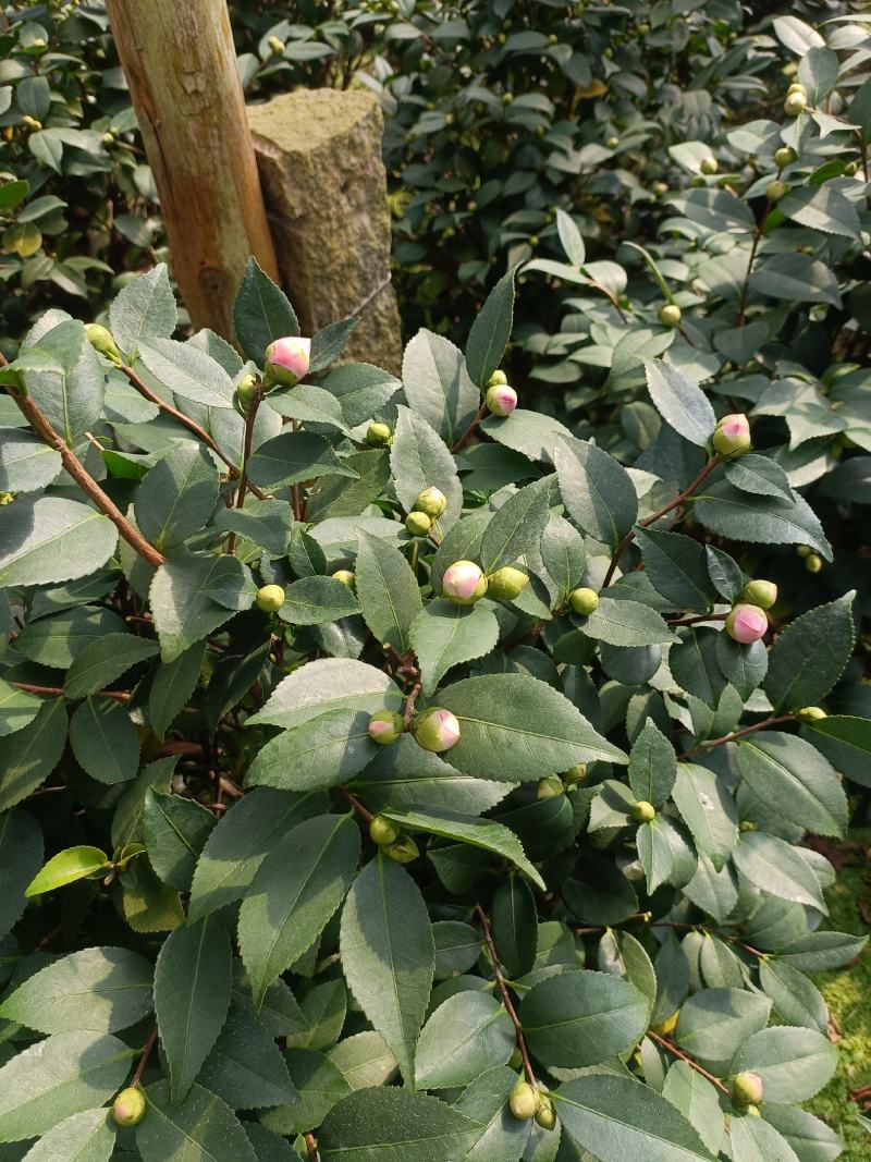 香茶，香妃茶花，