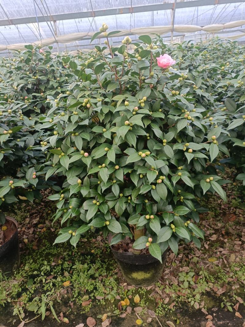 香茶，香妃茶花，