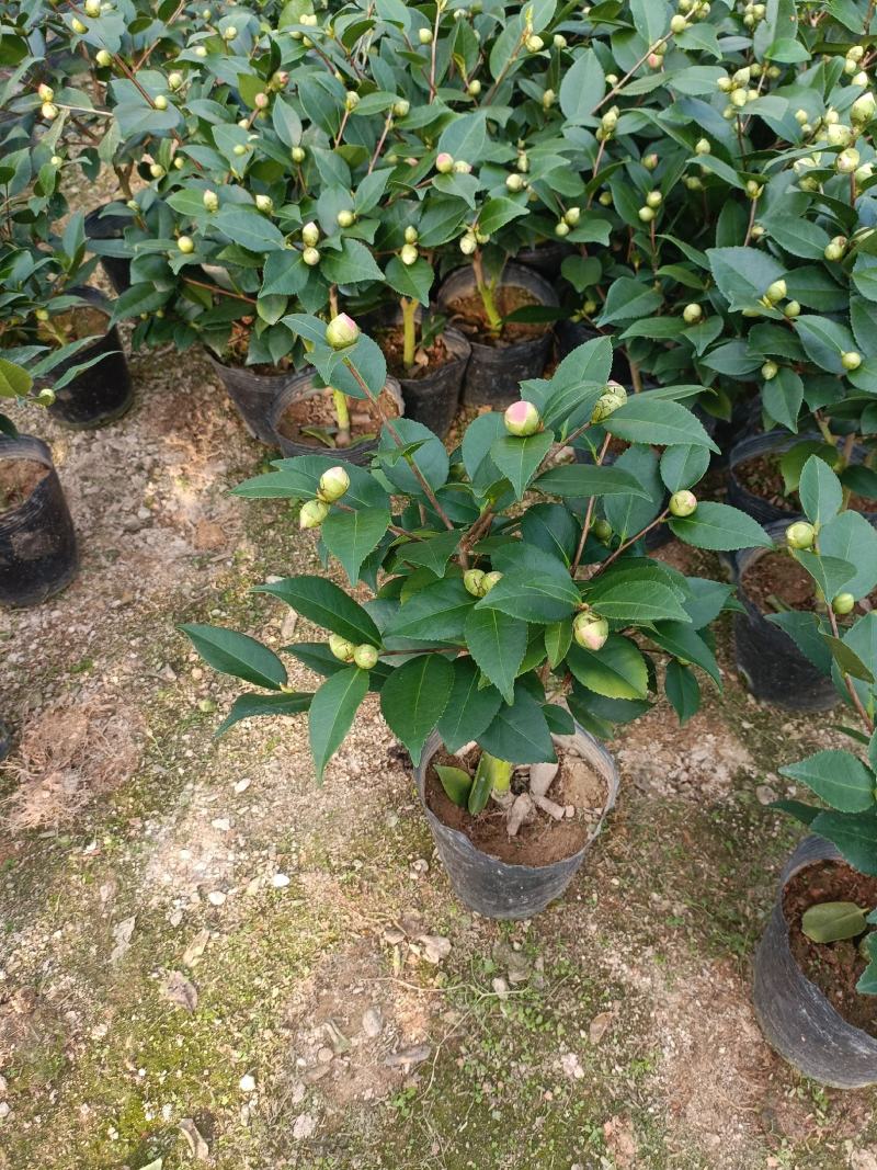 香茶，香妃茶花，