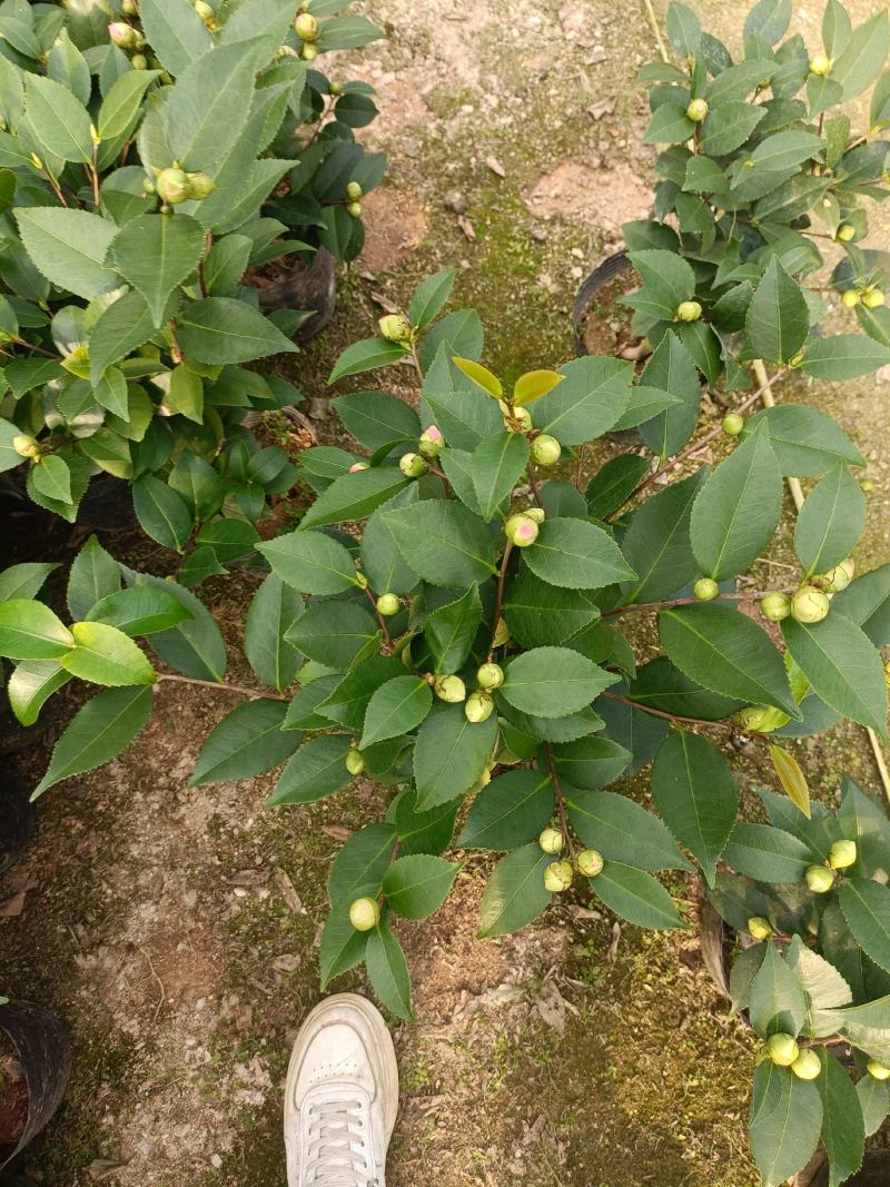 香茶，香妃茶花，