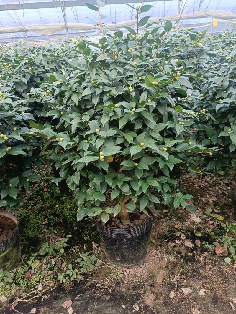 香茶，香妃茶花，