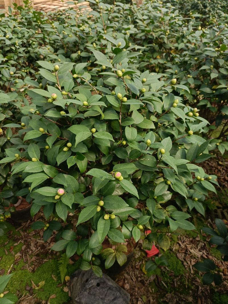 香茶，香妃茶花，