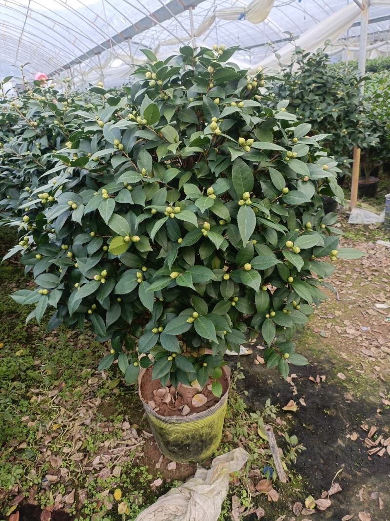 香茶，香妃茶花，