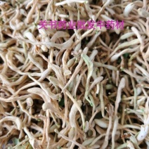 金银花晒花关书药业批发中药材花果茶