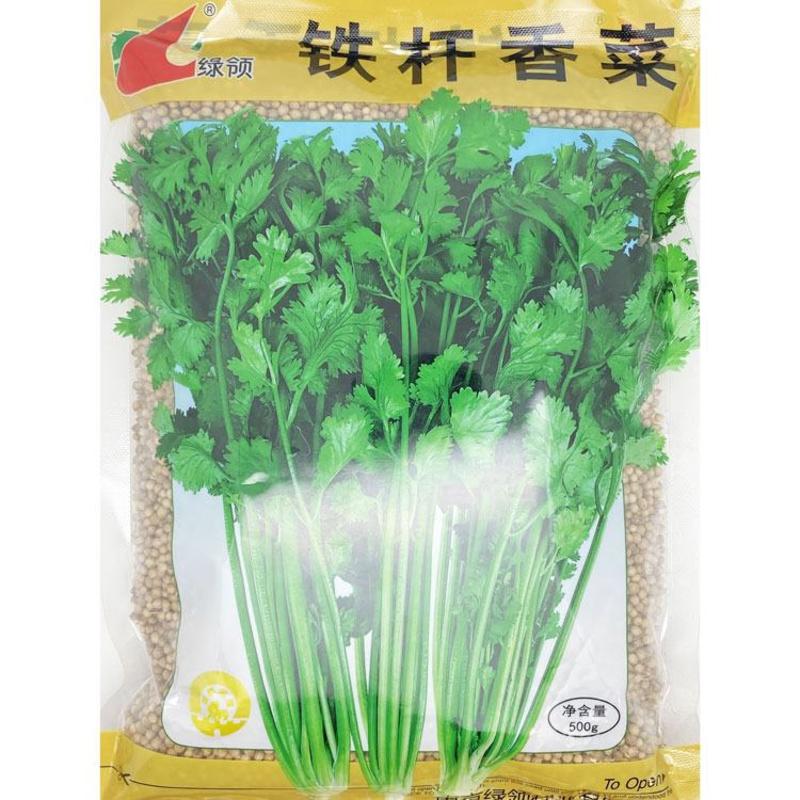 铁杆香菜种子高产耐热耐寒抗倒伏耐抽苔芫荽种子500克原装