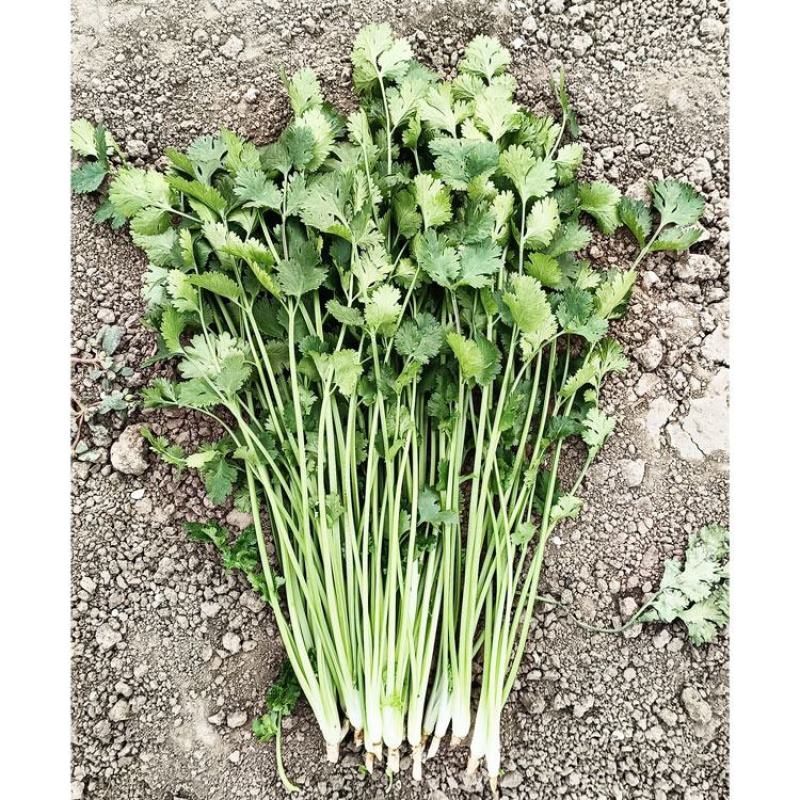 铁杆香菜种子高产耐热耐寒抗倒伏耐抽苔芫荽种子500克原装
