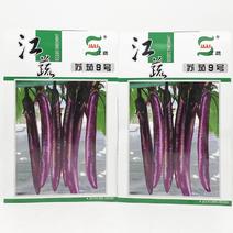 苏茄9号紫红长茄茄子种子高产耐低温紫红长棒型红茄种子原装