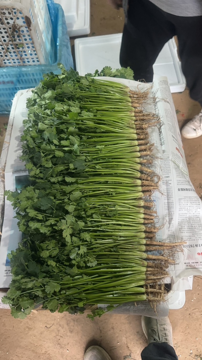 【聊城铁杆清香菜】基地直发一手货源现挖现发视频看货