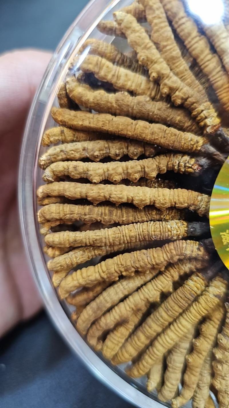 那曲虫草大量供应产地直供质量上乘货源充足欢迎订购