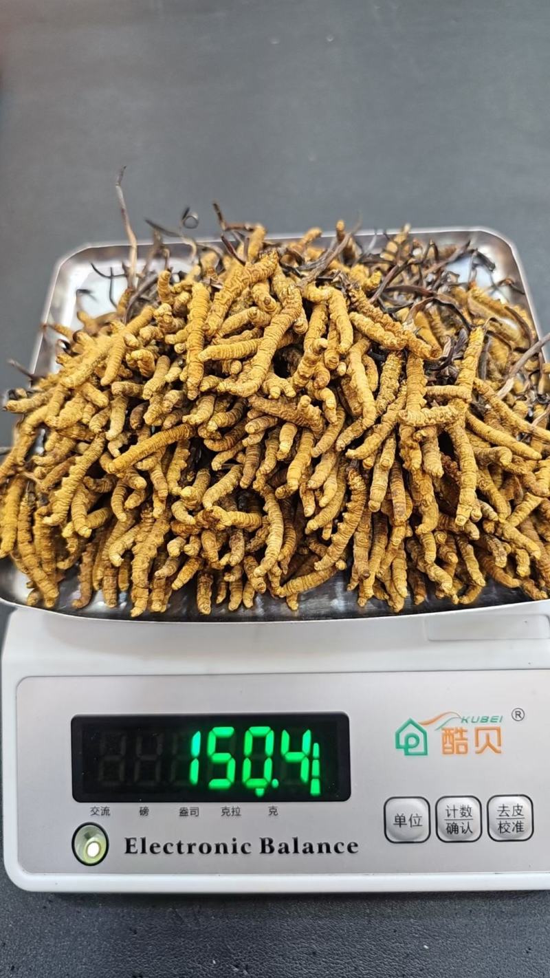 那曲虫草大量供应产地直供质量上乘货源充足欢迎订购