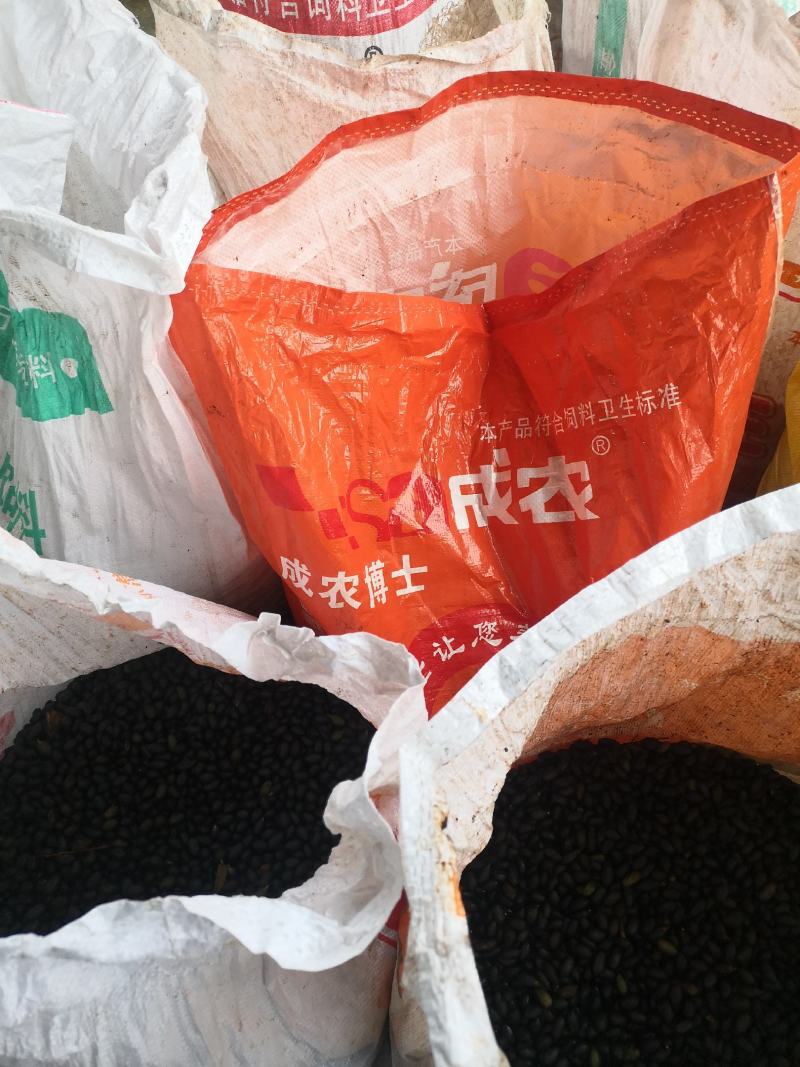 大量批发雅安金丝楠种
