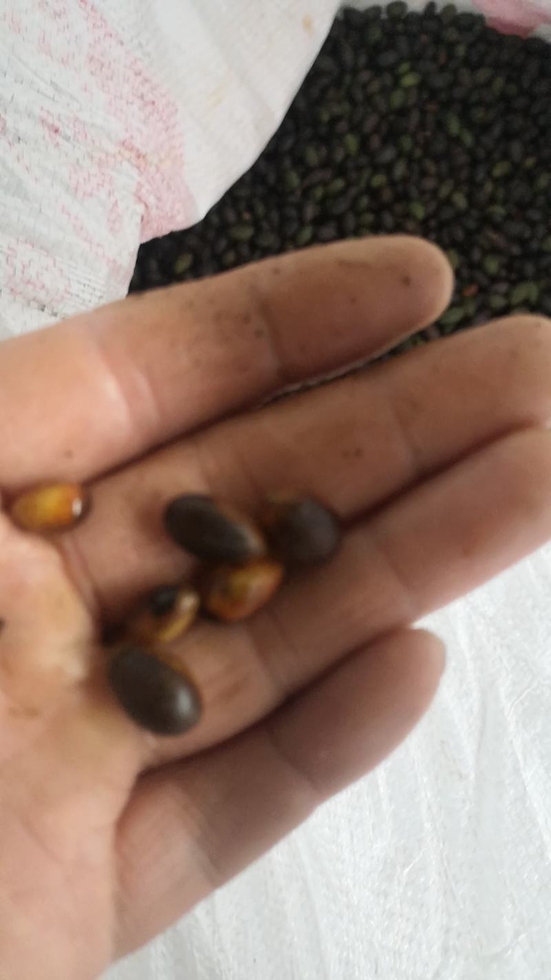 大量批发雅安金丝楠种