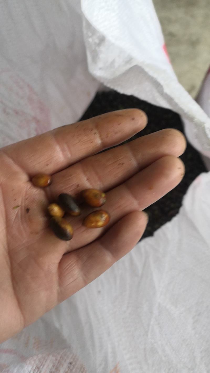 大量批发雅安金丝楠种