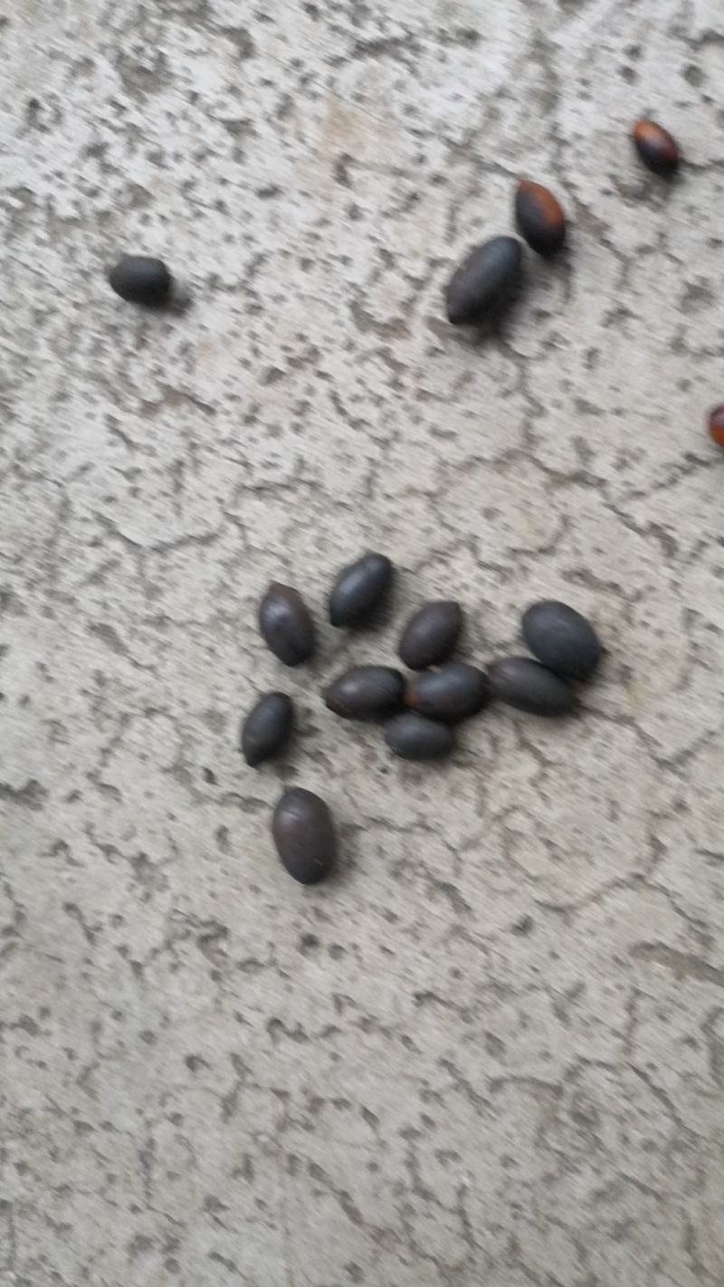 大量批发雅安金丝楠种