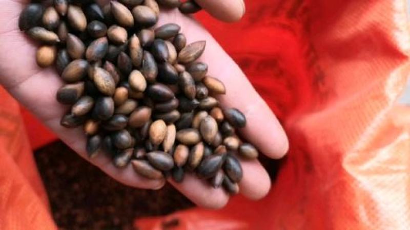 大量批发雅安金丝楠种