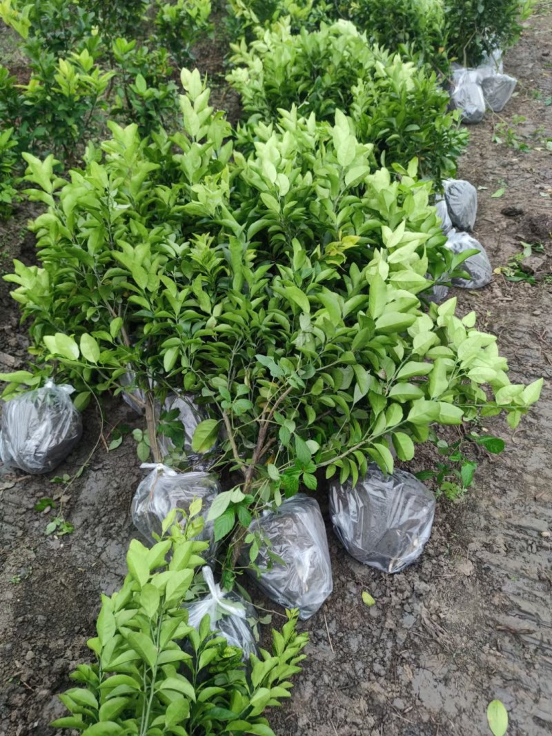沙糖桔苗，沙糖桔杯苗，砂糖橘苗，砂糖橘树苗，无核砂糖桔苗