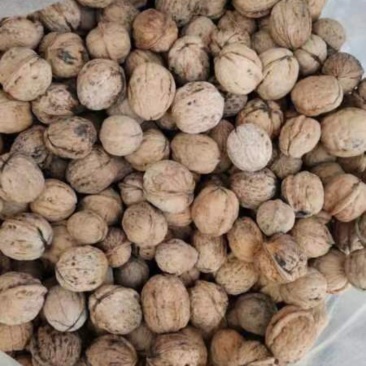 周至秦岭山精品核桃