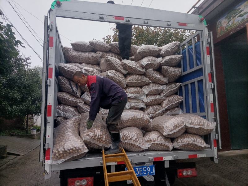 周至秦岭山精品核桃