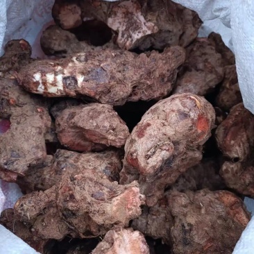 大量批发红伏苓