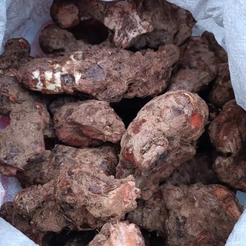大量批发红伏苓