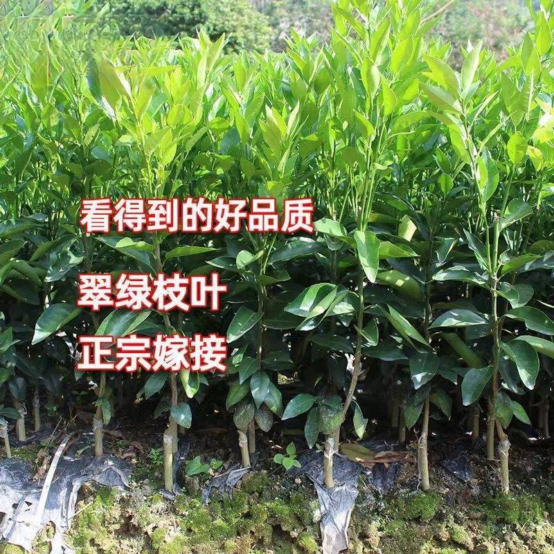 广西沃柑稼接苗规格齐全成活率高产地直发欢迎老板电联