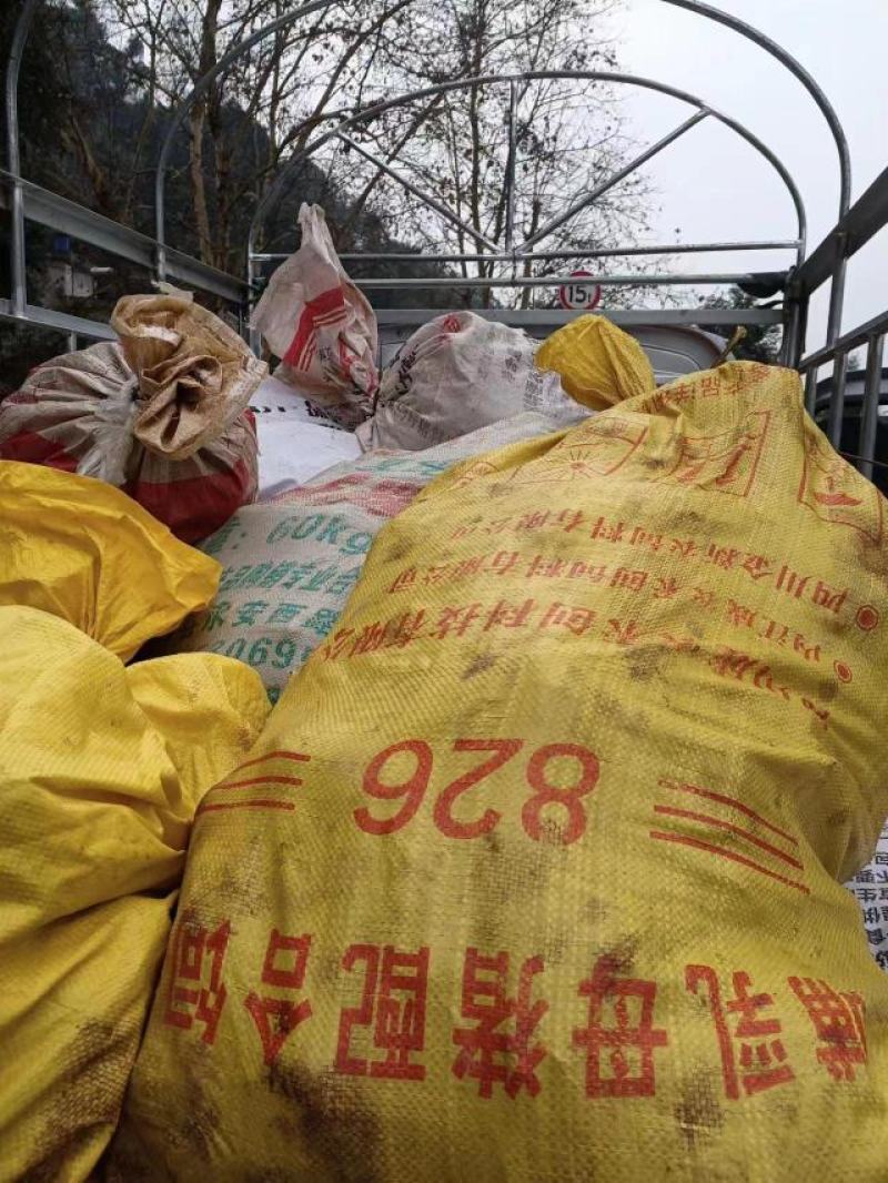 大量批发红伏苓