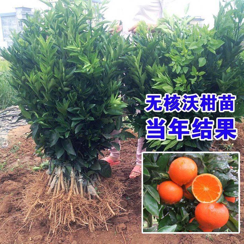 广西沃柑稼接苗规格齐全成活率高产地直发欢迎老板电联